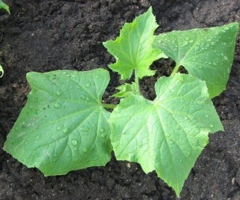 Успешное выращивание рассады огурцов: секреты и рекомендации