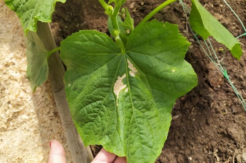 Основные болезни огурцов в теплице: Признаки и методы борьбы