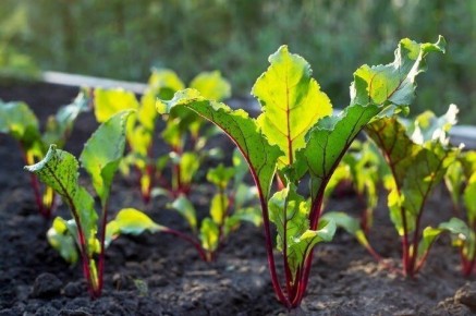 ������� ����� �� �������: ��� �� ������������� ����� � ����