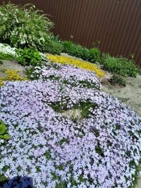 Шиловидные флоксы: идеальные цветы для вашего сада