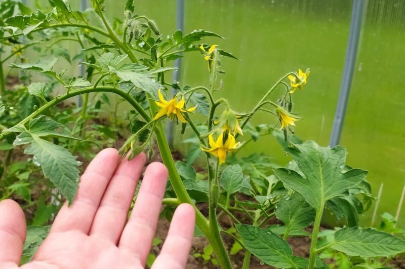 ��� �������� ��������� �������� �������: ��� ����������� ���������