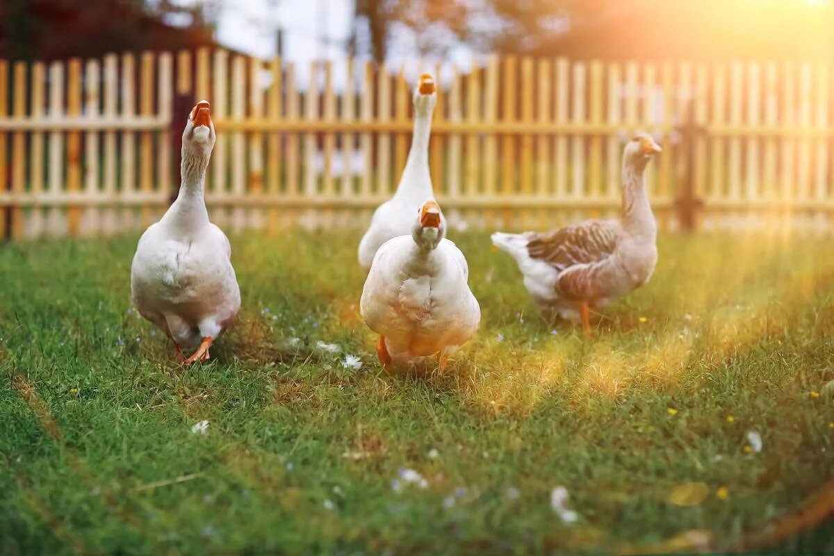 Чем нельзя кормить гусей: секреты для быстрого роста