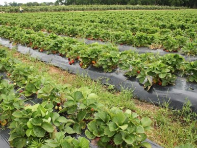 Когда и как сажать клубнику осенью: советы для разных регионов России