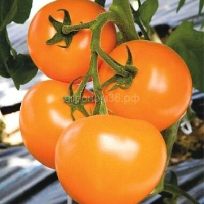 Томат Осуми: японский сорт, который покоряет своим вкусом