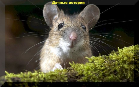 Эффективные методы борьбы с крысами и мышами для вашего дачного дома