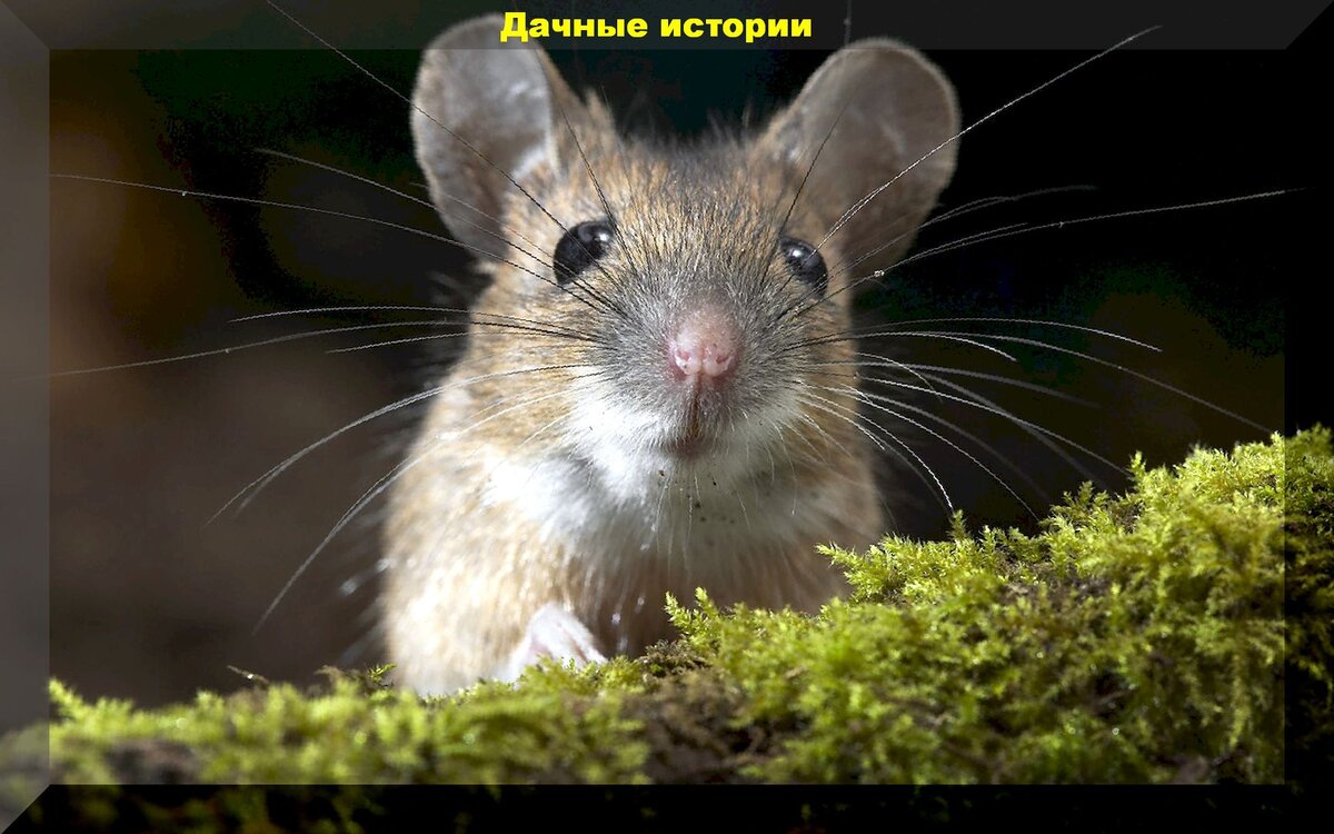 Эффективные методы борьбы с крысами и мышами для вашего дачного дома