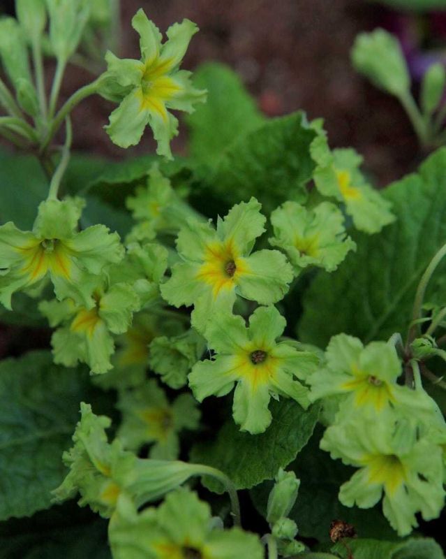 ��������������� ������� 'Francesca': ��� ����� �������� ������ � ��� ���