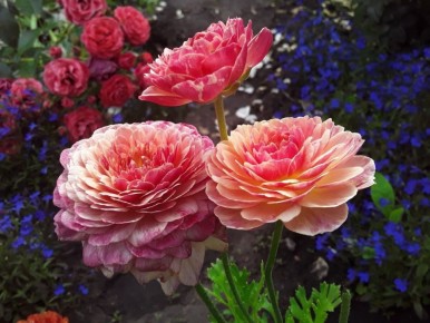 ������� � ��������: ����������� � �������������