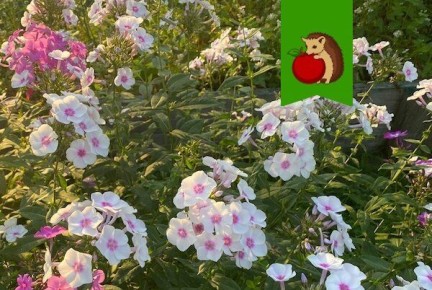 �� ������� ��������� ���� ������ � ������: �������� ��� ������������� ����