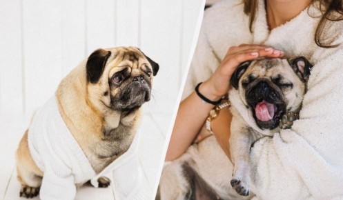 Почему не следует гладить испуганную собаку: мнение эксперта