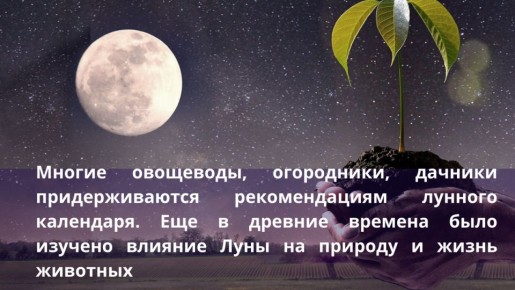 Лунный календарь для садоводов: Как использовать фазы Луны для лучшего урожая