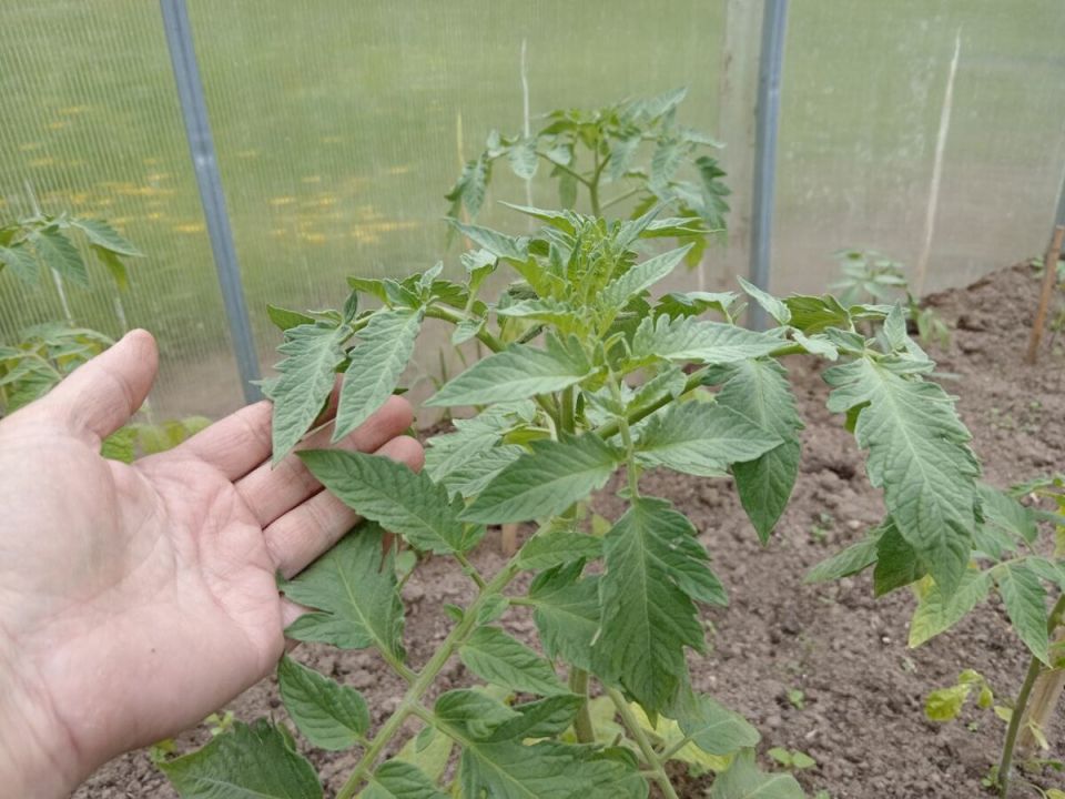 Вторая подкормка томатов в теплице: как добиться идеального роста