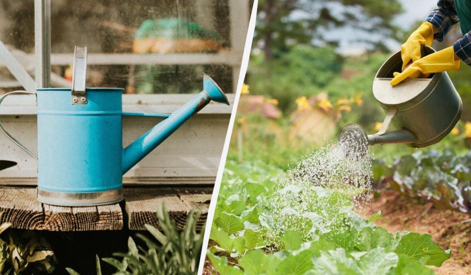 Какая вода вредна для ваших растений: секреты успешного полива