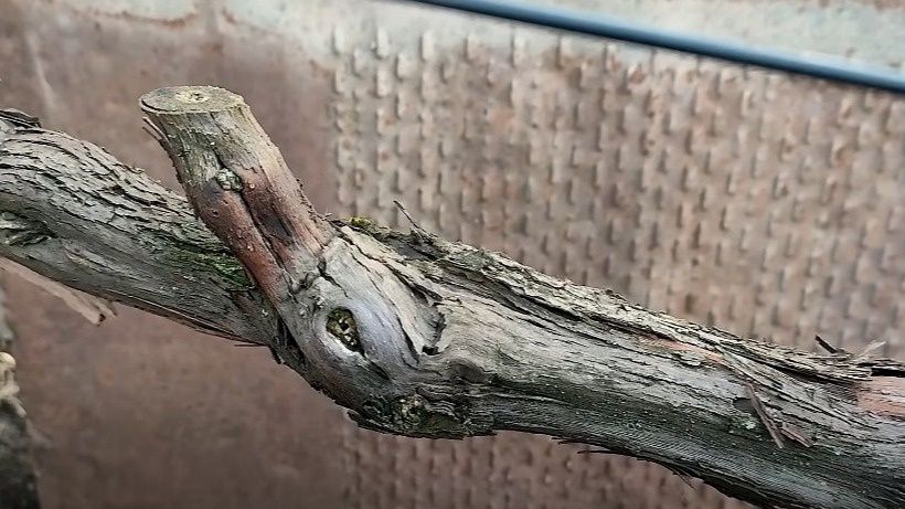 ��� ����������� �������� � ����: ����������� ��������� ��� �������� �������