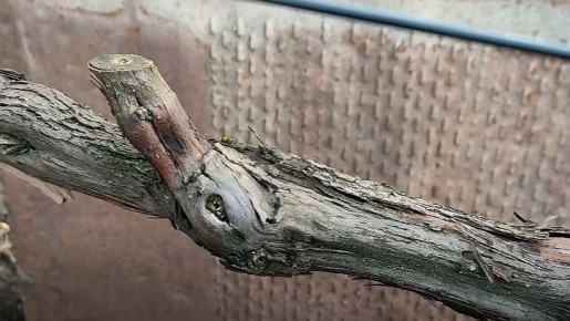 Как подготовить виноград к зиме: проверенные стратегии для успешной зимовки