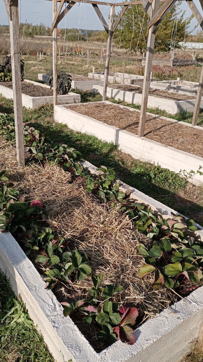 Что делать с мульчей осенью: полезные советы для садоводов