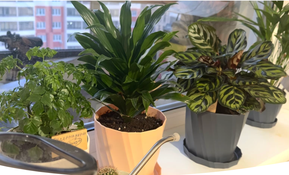 Как ухаживать за комнатными растениями зимой: советы по заботе и уходу