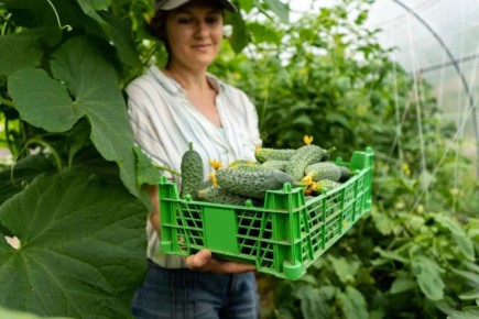 Урожай тепличных огурцов: секреты успешной посадки