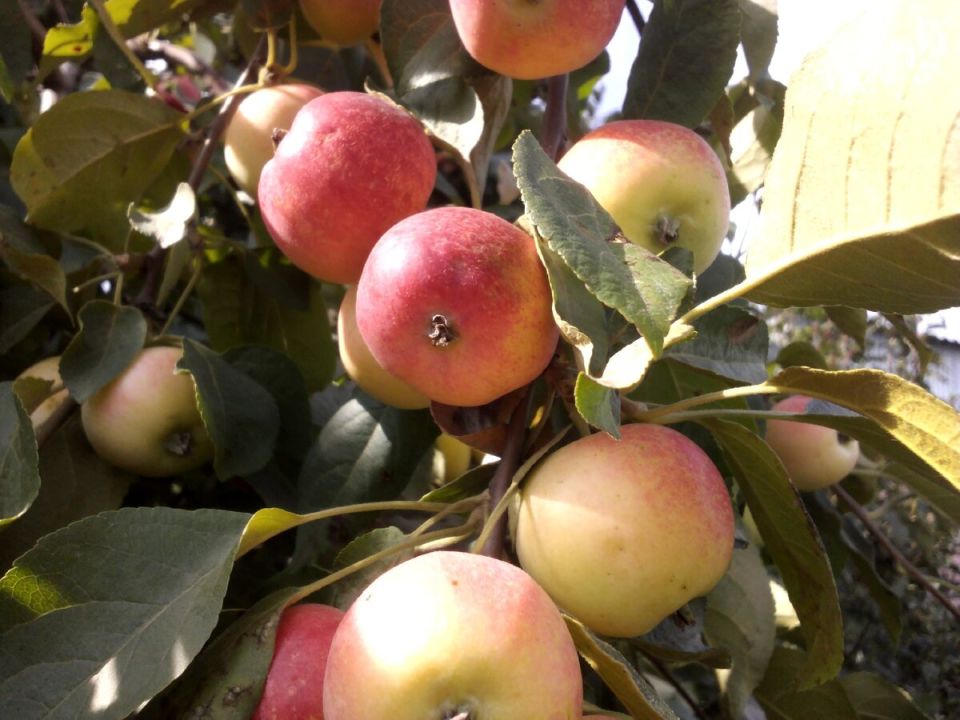 Летний уход за яблоней