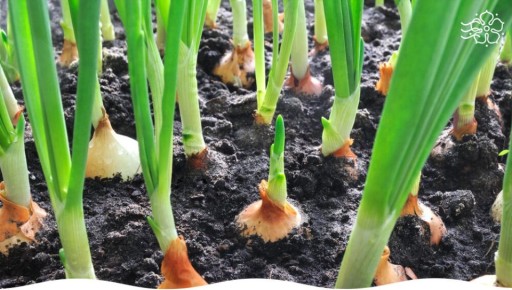 Лук, который вырастет сам: топ сортов для дачников