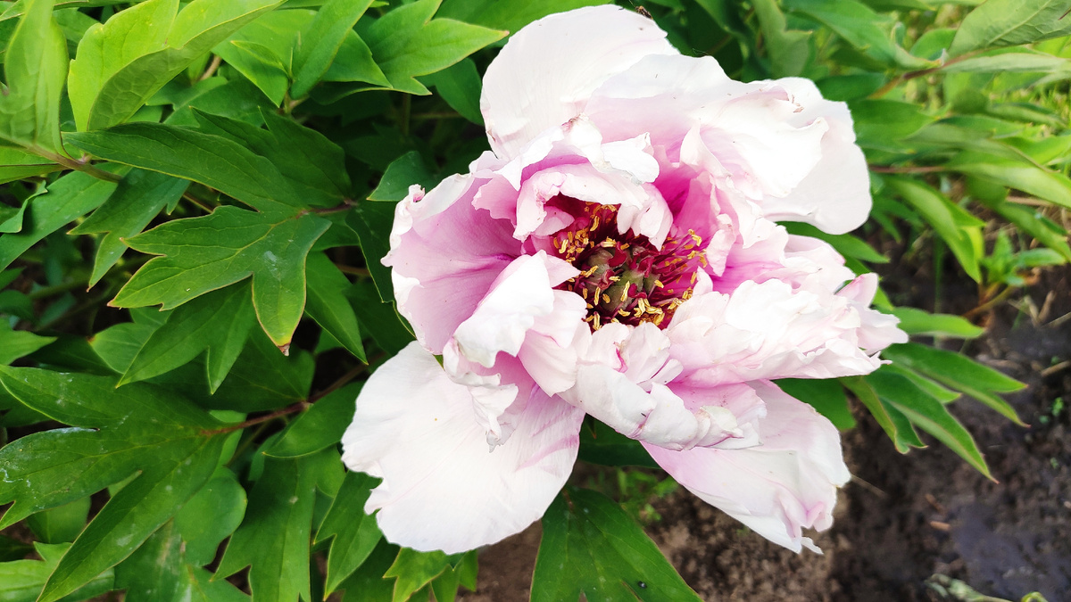 Умение омолаживать пионы: забираем цветы в новую жизнь