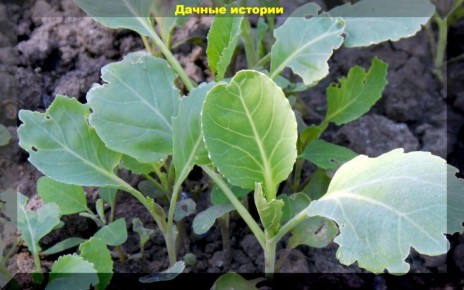 ��� �������� �������� ������� �������: ������ ��� ��������