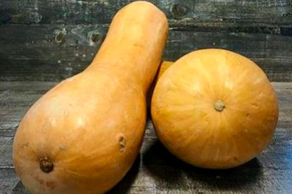 Тыква Медовая гитара: секреты успеха в выращивании