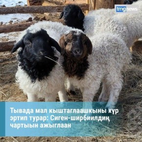 ТР-ни Кдээ ажыл-агый болгаш аъш-чем яамызы республиканы ажыл-агыйларында малды кыштаглаашкыны хр менди эртип турарын дынаткан