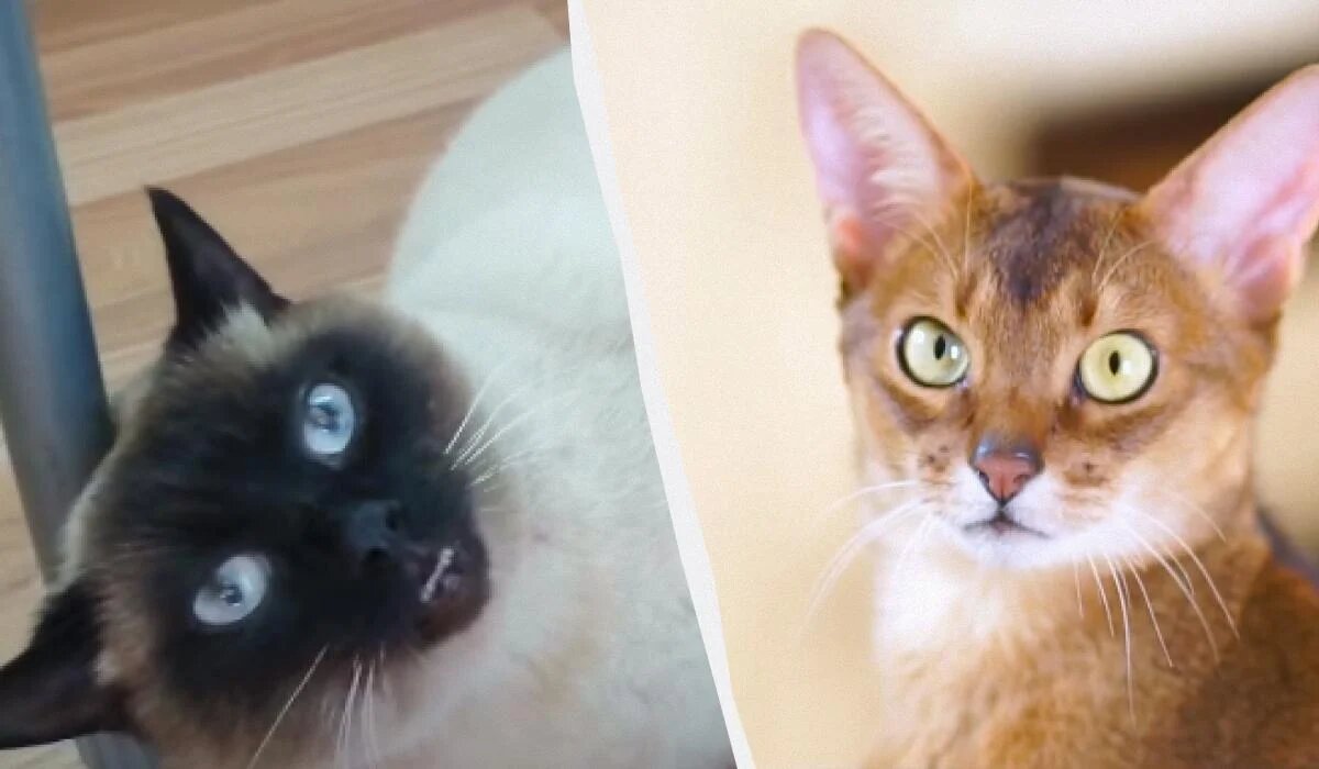 Как выбрать подходящую породу кошки для дрессировки: полезные советы и рекомендации