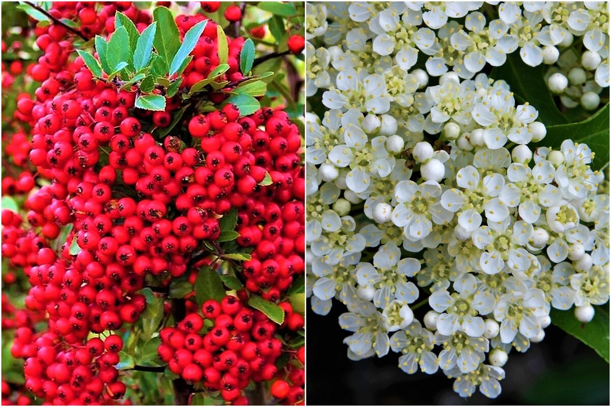 Пираканта: вечнозеленое чудо, украшающее сад круглый год