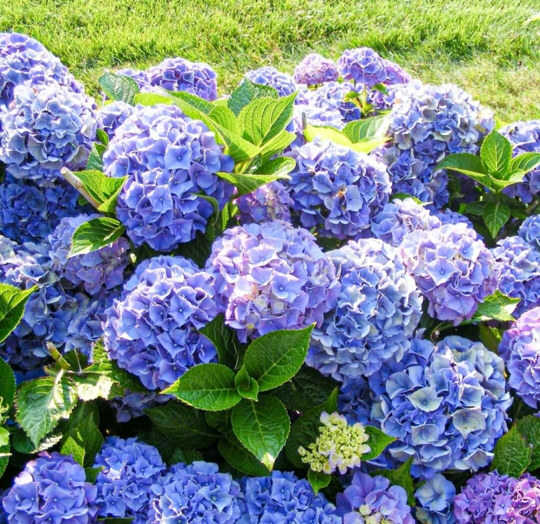 Гортензия крупнолистная: секреты удачной посадки и ухода