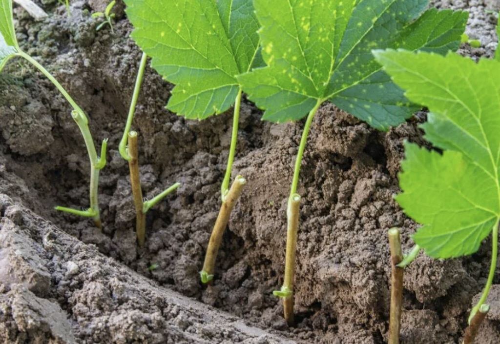 Летние секреты размножения смородины для щедрого урожая