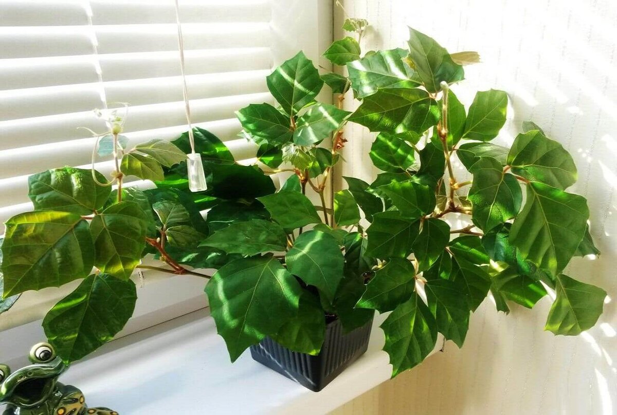 Циссус: как это неприхотливое растение преобразит ваш дом