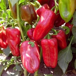 ����� �����: ��������� ������ ��� ������ � �������� ��������