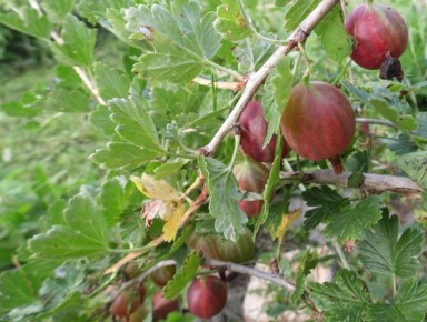 ��� �������� ������� � ������� ���� ����������: ������� �������� ���������