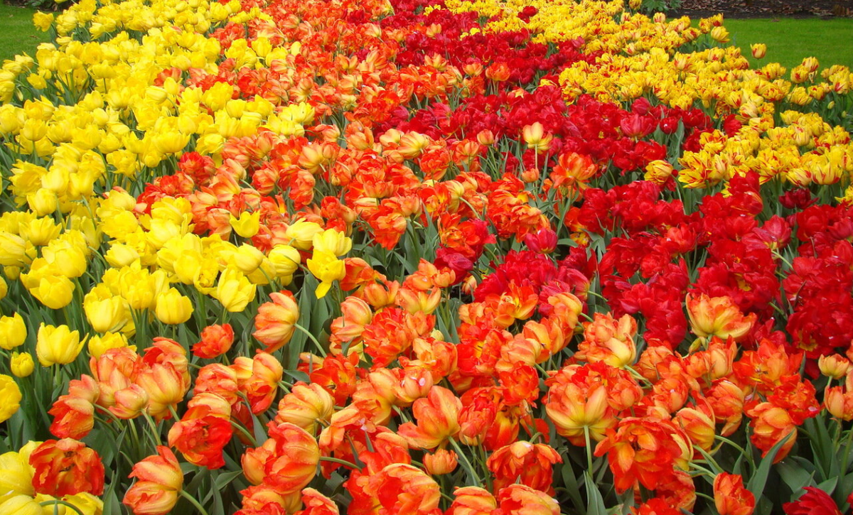 Красный цвет в саду: как не ошибиться с сочетаниями