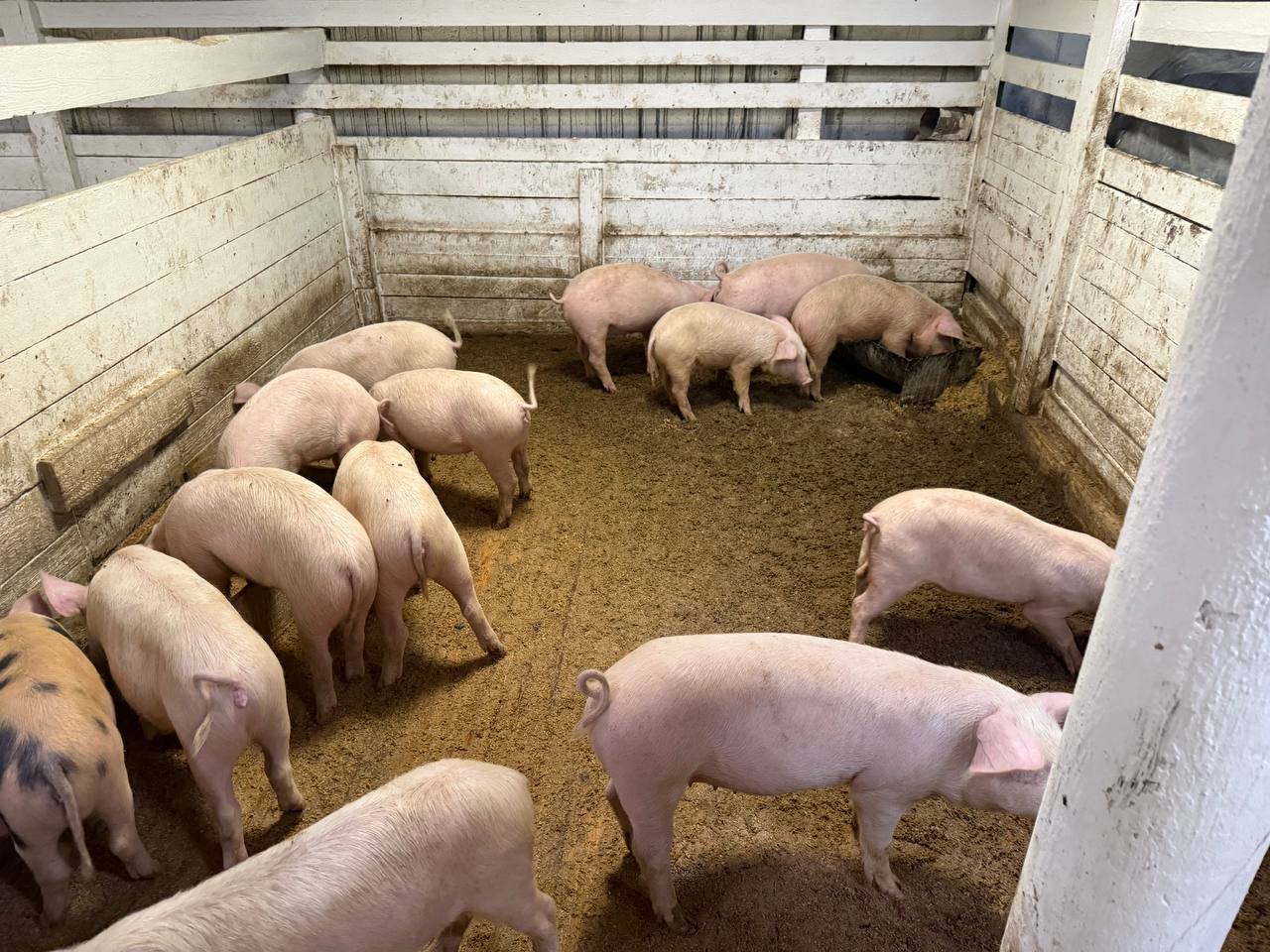 В Пий-Хемском районе Тувы при поддержке ИПСЭР строится свиноферма полного цикла В Пий-Хемском районе Тувы при поддержке ИПСЭР строится свиноферма полного цикла