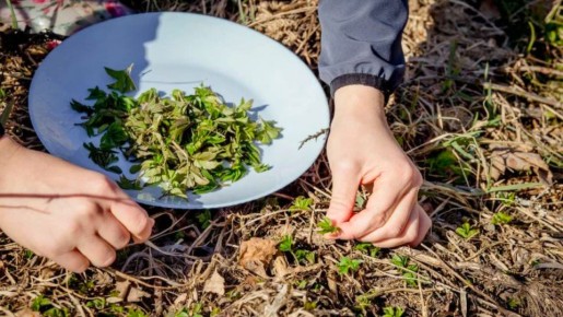 Секреты весны: как избавиться от сорняков до лета всего за несколько простых шагов