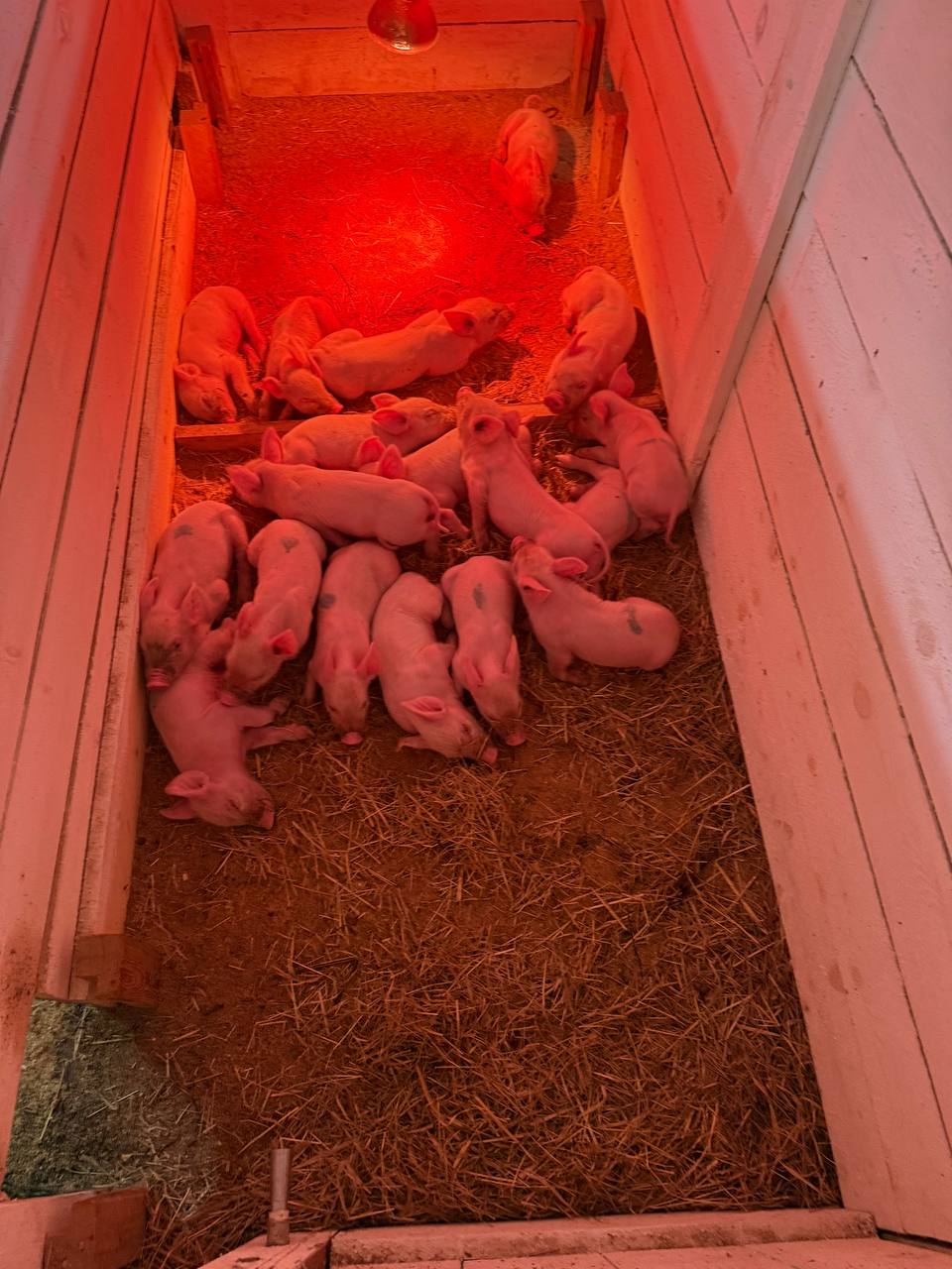 В Пий-Хемском районе Тувы при поддержке ИПСЭР строится свиноферма полного цикла В Пий-Хемском районе Тувы при поддержке ИПСЭР строится свиноферма полного цикла