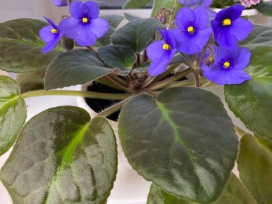 ��� ������������� ������ ������: ������, �������� � ����������