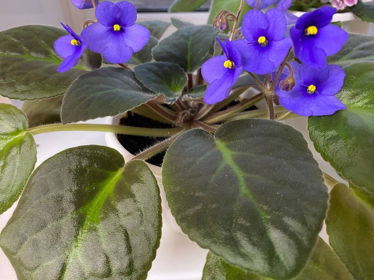 Что сигнализируют листья фиалки: желтые, поднятые и скрученные
