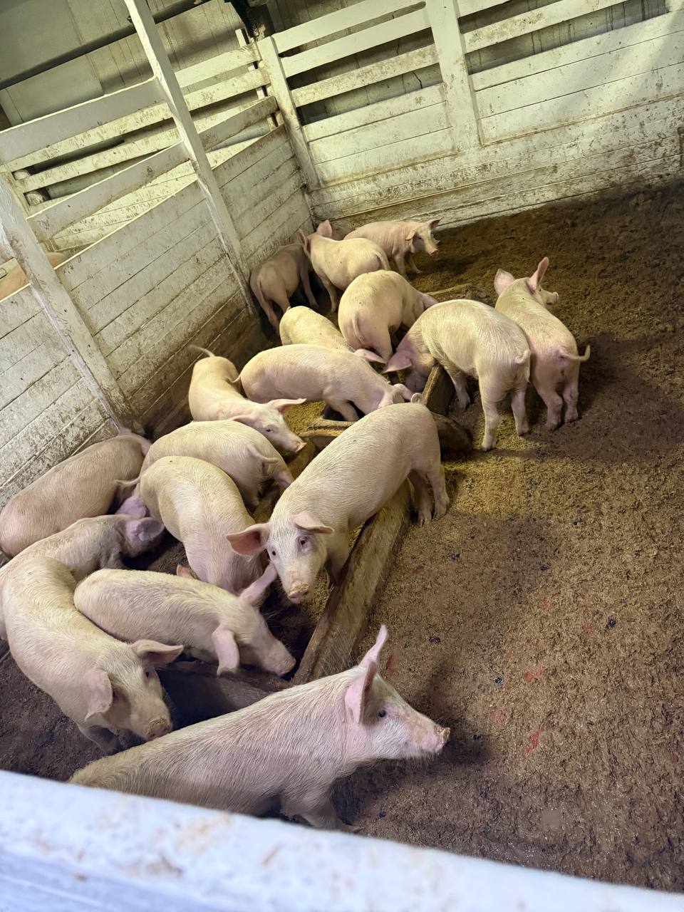 В Пий-Хемском районе Тувы при поддержке ИПСЭР строится свиноферма полного цикла В Пий-Хемском районе Тувы при поддержке ИПСЭР строится свиноферма полного цикла