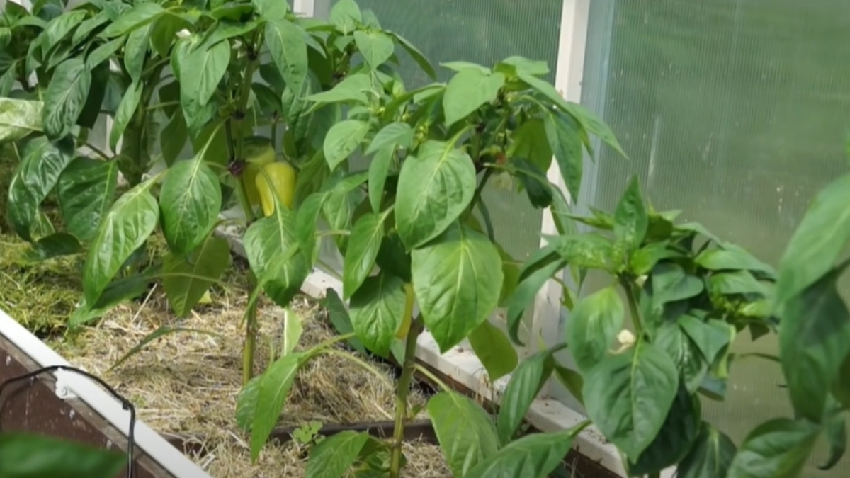 Секреты успешного посева перца: лучшие советы для Сибири