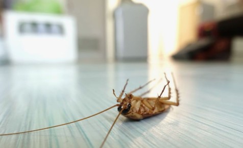 �������� ������������: ��� � ���� ������ � ��� �������� ����������