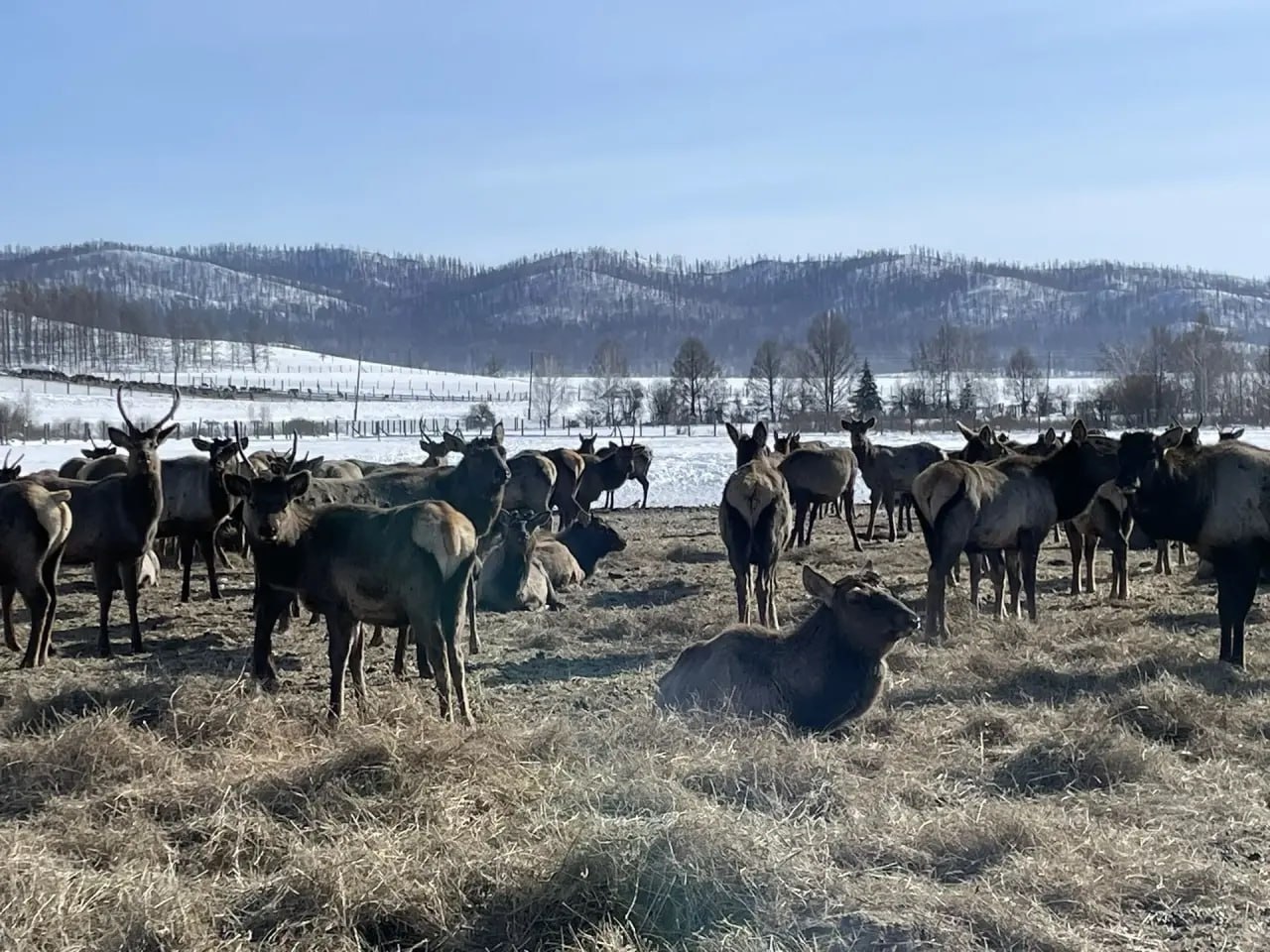 В Минсельхозе Тувы проверили условия содержания маралов в хозяйстве «Туран» В Минсельхозе Тувы проверили условия содержания маралов в хозяйстве «Туран»