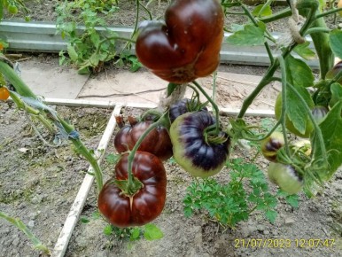 Экзотический антоциановый томат: сладкие плоды на грядке