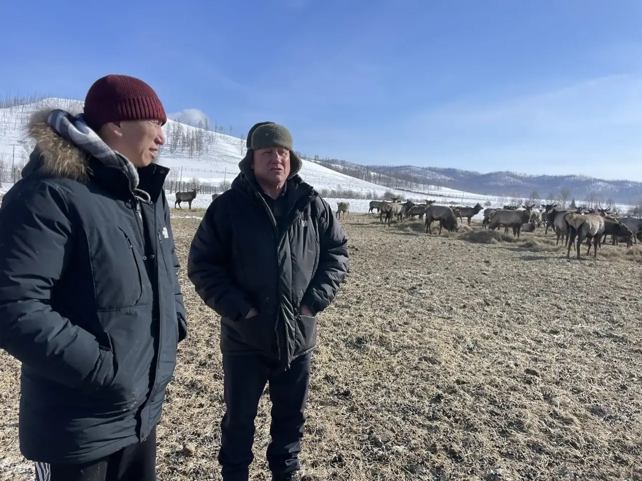 В Минсельхозе Тувы проверили условия содержания маралов в хозяйстве «Туран» В Минсельхозе Тувы проверили условия содержания маралов в хозяйстве «Туран»