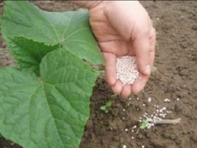 ��� ����������� ��������� ������ �������: ������� ��������� �����