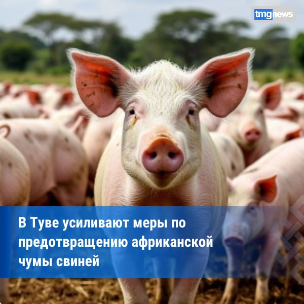 В Минсельхозе Тувы проверили условия содержания маралов в хозяйстве «Туран» В Минсельхозе Тувы проверили условия содержания маралов в хозяйстве «Туран»