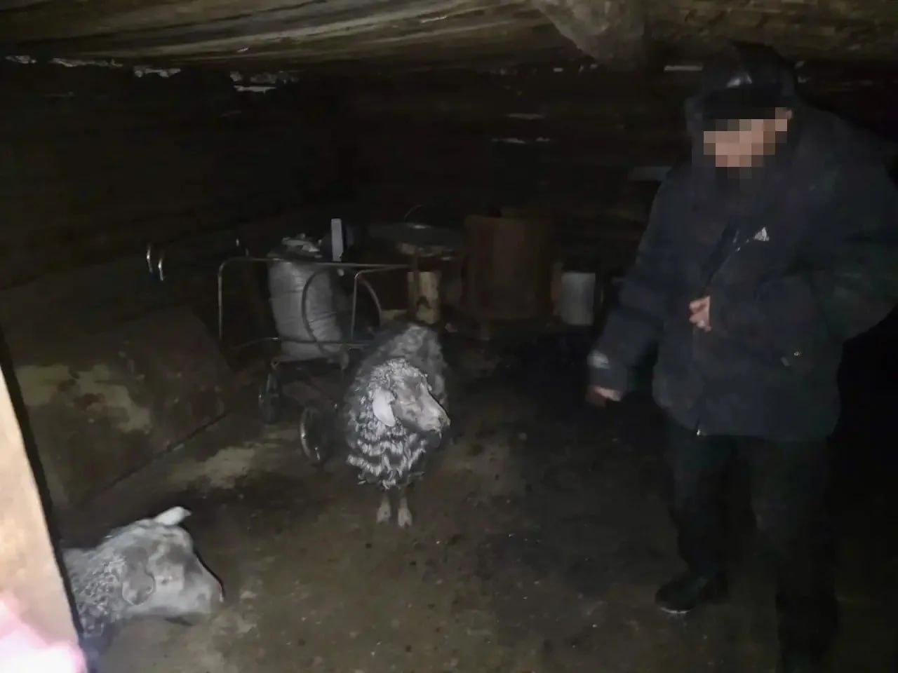 Сотрудники полиции раскрыли факт кражи скота в Бай-Тайгинском районе Сотрудники полиции раскрыли факт кражи скота в Бай-Тайгинском районе